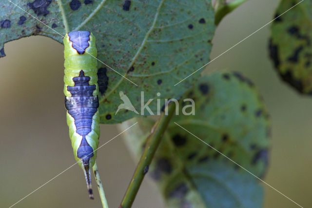 Poplar Kitten (Furcula bifida)