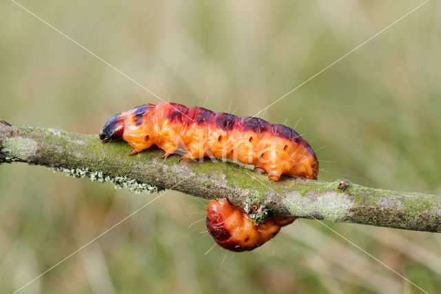 Goat Moth (Cossus cossus)