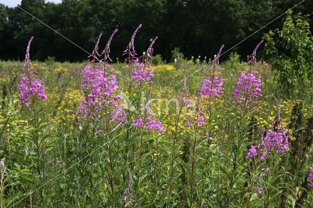 Wilgeroosje (Chamerion angustifolium)