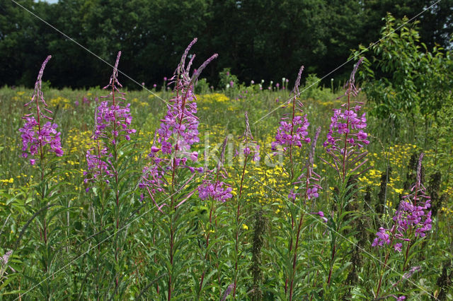 Wilgeroosje (Chamerion angustifolium)