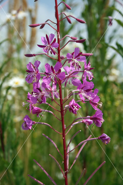 Wilgeroosje (Chamerion angustifolium)