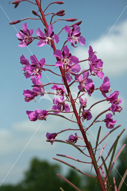 Wilgeroosje (Chamerion angustifolium)