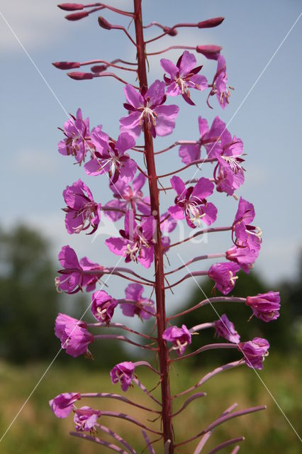 Wilgeroosje (Chamerion angustifolium)