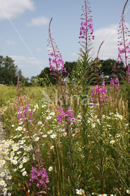 Wilgeroosje (Chamerion angustifolium)