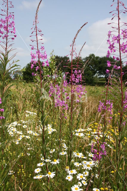 Rosebay Willowherb (Chamerion angustifolium)