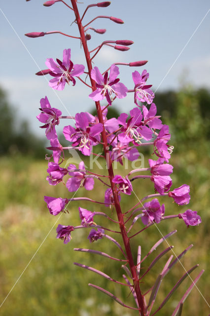 Wilgeroosje (Chamerion angustifolium)