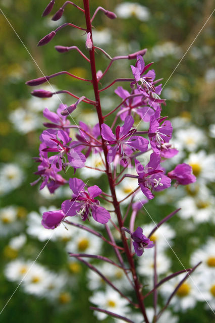 Wilgeroosje (Chamerion angustifolium)