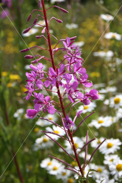 Wilgeroosje (Chamerion angustifolium)