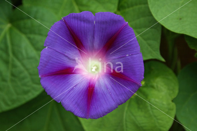 Tall Morningglory (Ipomoea purpurea)