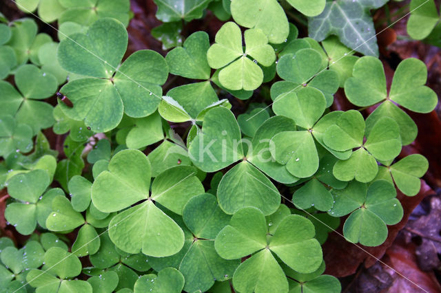 Wood-sorrel (Oxalis acetosella)