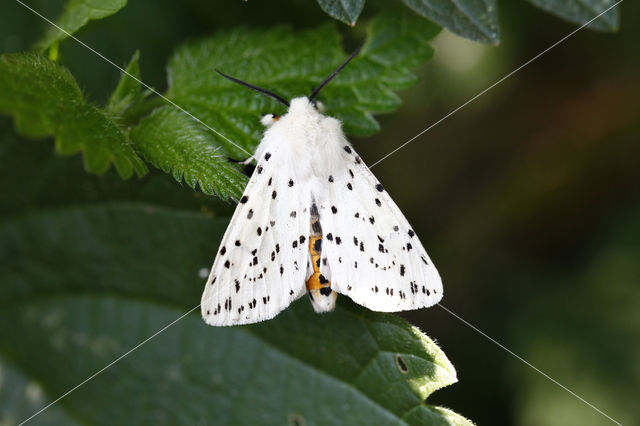 Witte tijger (Spilosoma lubricipeda)