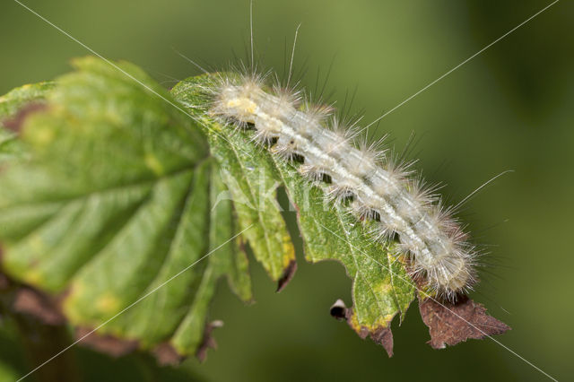 Witte tijger (Spilosoma lubricipeda)