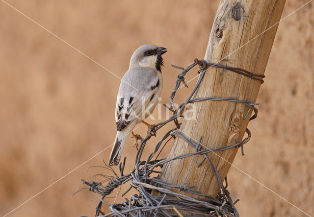 Desert Sparrow (Passer simplex)