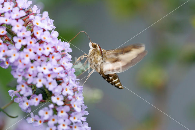 Wolfsmelkpijlstaart (Hyles euphorbiae)