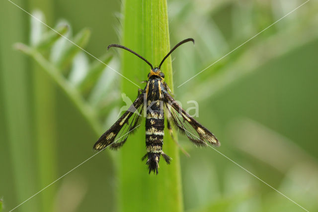 wolfsmelkwespvlinder (Chamaesphecia tenthrediniformis)