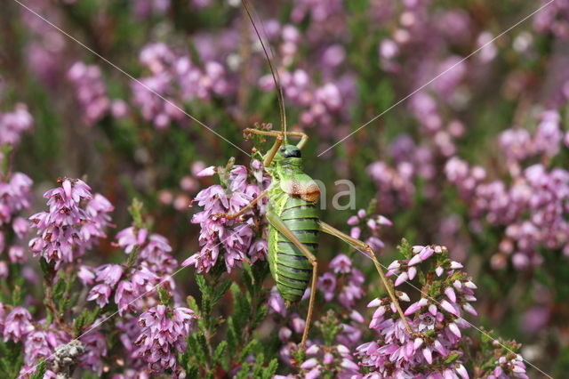 Zadelsprinkhaan (Ephippiger ephippiger)