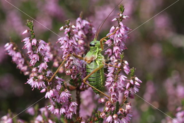 Zadelsprinkhaan (Ephippiger ephippiger)