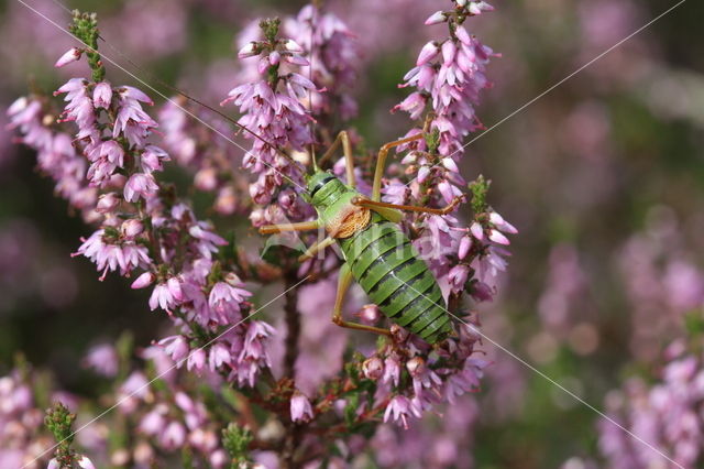 Zadelsprinkhaan (Ephippiger ephippiger)