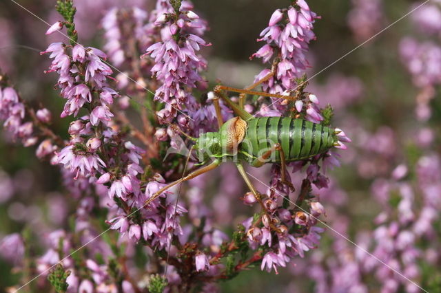 Zadelsprinkhaan (Ephippiger ephippiger)