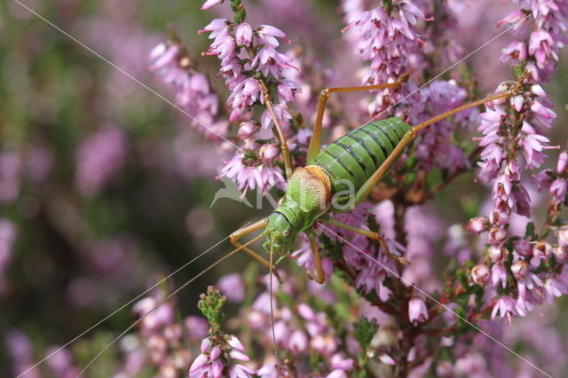 Zadelsprinkhaan (Ephippiger ephippiger)