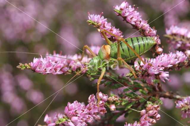 Zadelsprinkhaan (Ephippiger ephippiger)