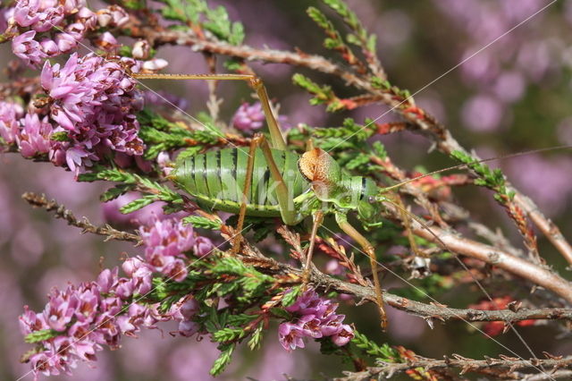 Saddle-backed Bush-cricket (Ephippiger ephippiger)