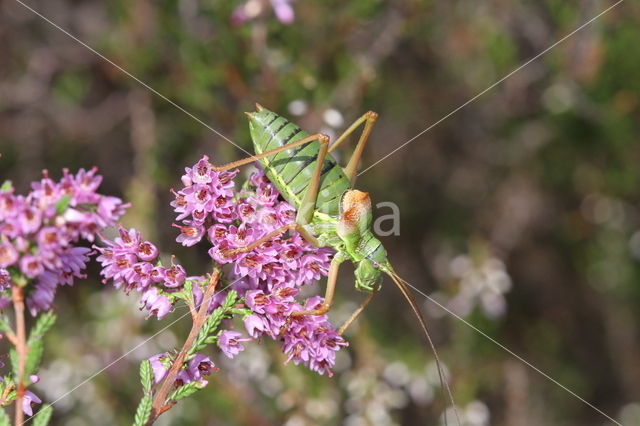 Zadelsprinkhaan (Ephippiger ephippiger)