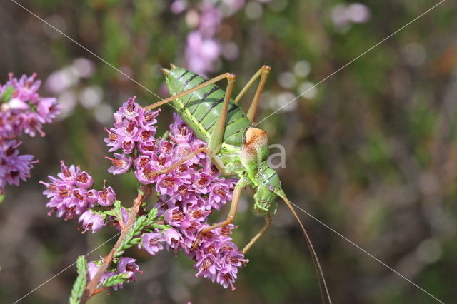 Zadelsprinkhaan (Ephippiger ephippiger)