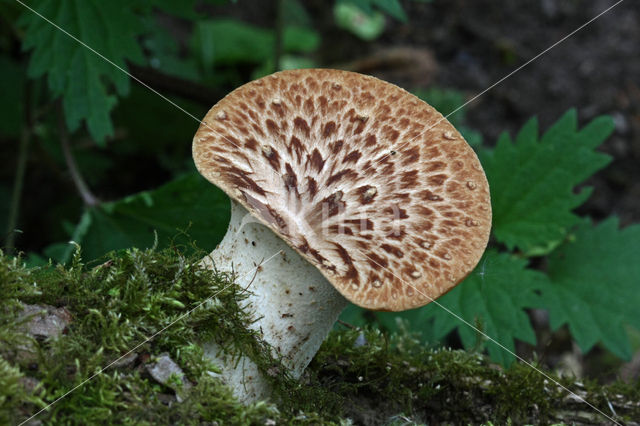 Zadelzwam (Polyporus squamosus)