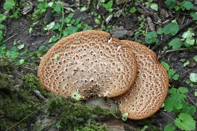 Zadelzwam (Polyporus squamosus)