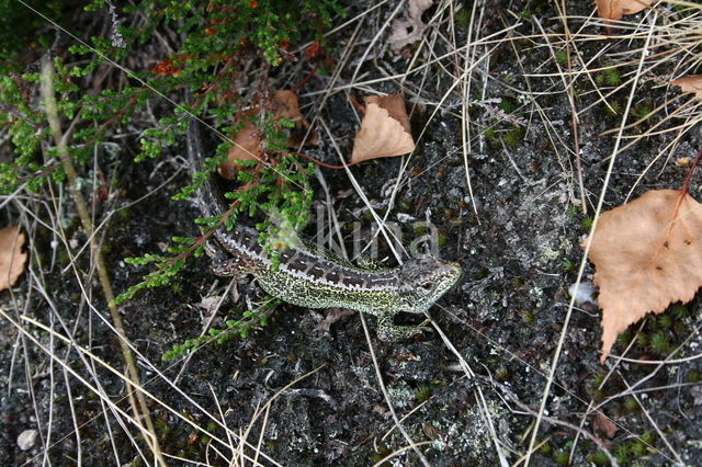 Zandhagedis (Lacerta agilis)