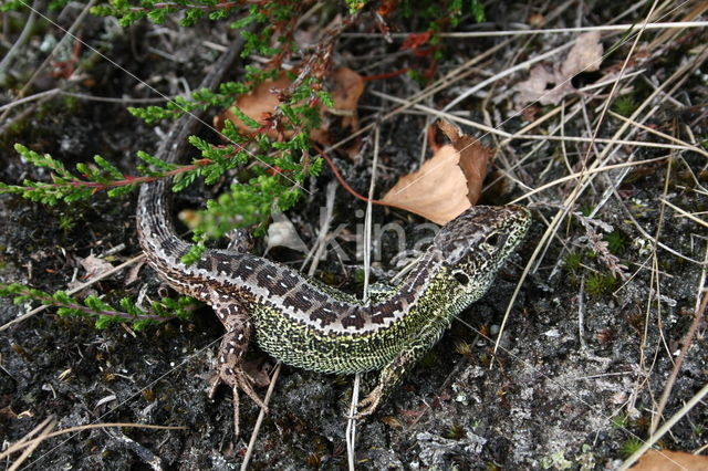 Zandhagedis (Lacerta agilis)