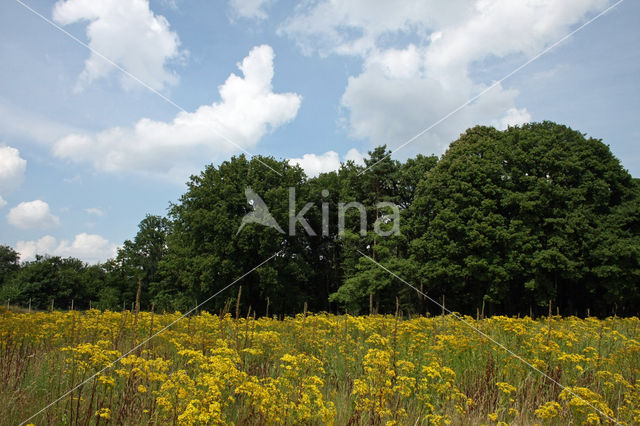 Zandhagedis (Lacerta agilis)