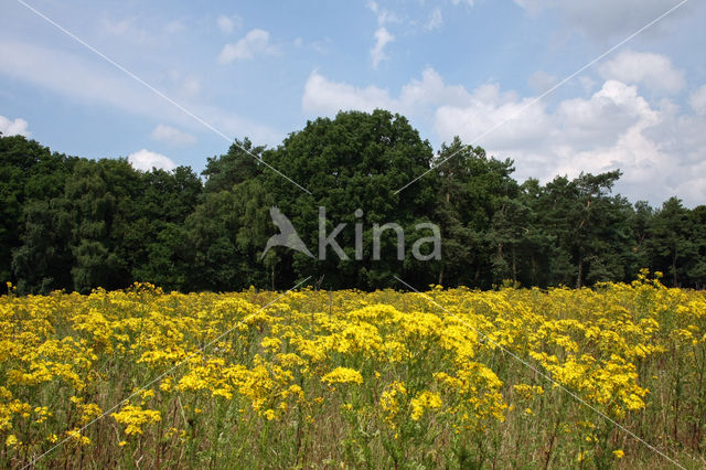 Zandhagedis (Lacerta agilis)