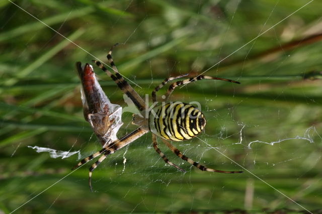 wasp spider (Argiope bruennichi)