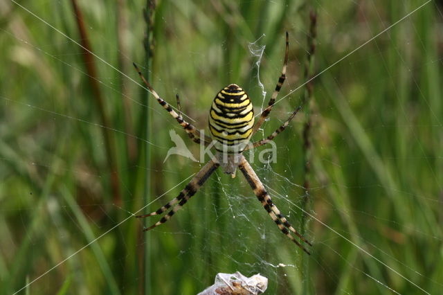 wasp spider (Argiope bruennichi)