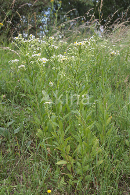 Sweet Scabious / White Top (Erigeron annuus)