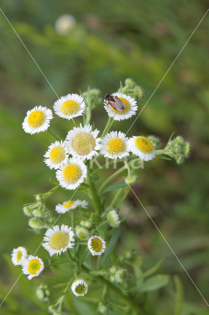 Sweet Scabious / White Top (Erigeron annuus)