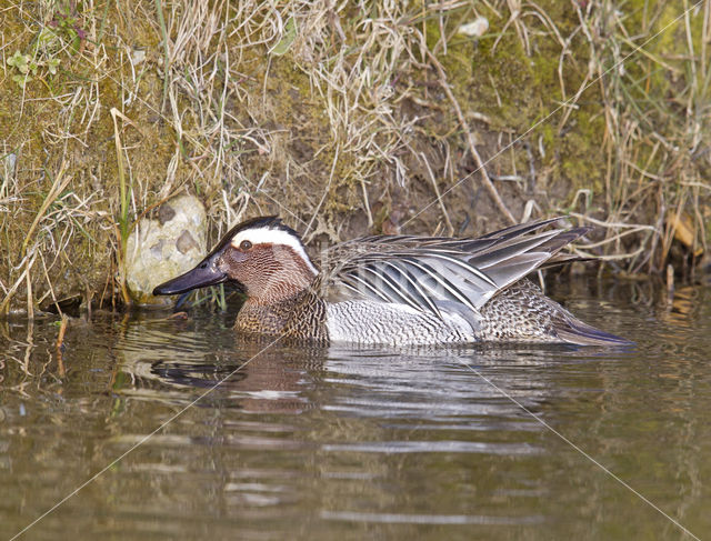 Garganey (Anas querquedula)