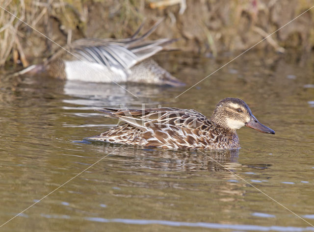 Garganey (Anas querquedula)