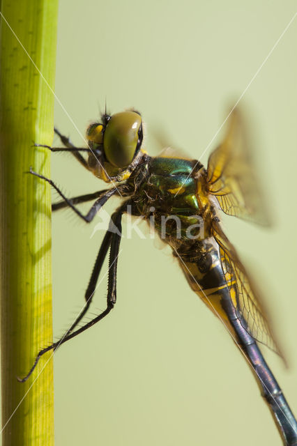 Zuidelijke glanslibel (Somatochlora meridionalis)