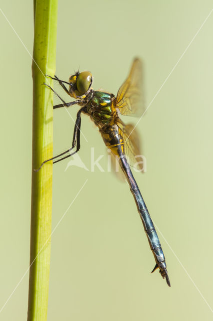 Zuidelijke glanslibel (Somatochlora meridionalis)