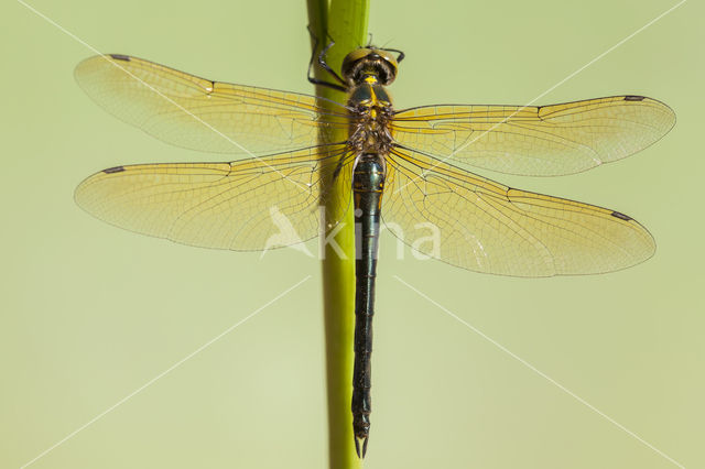 Zuidelijke glanslibel (Somatochlora meridionalis)