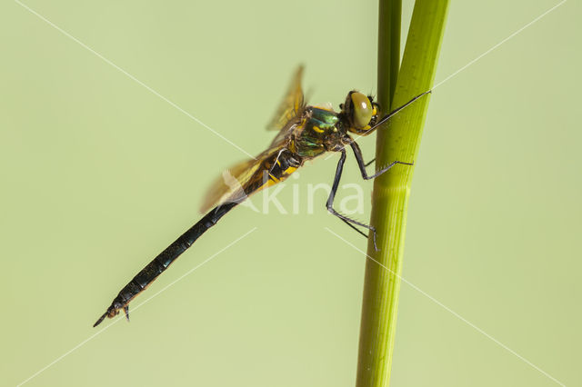 Zuidelijke glanslibel (Somatochlora meridionalis)