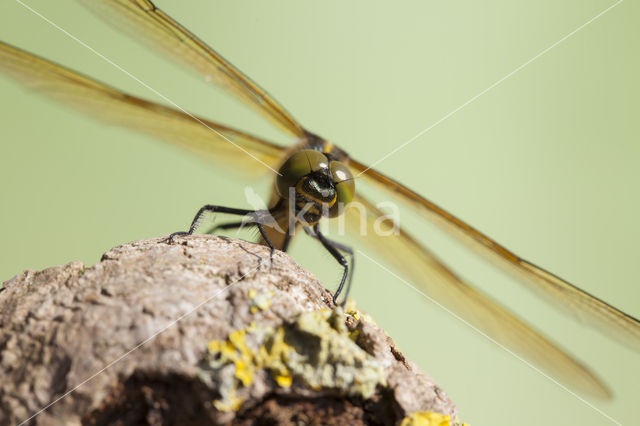 Zuidelijke glanslibel (Somatochlora meridionalis)