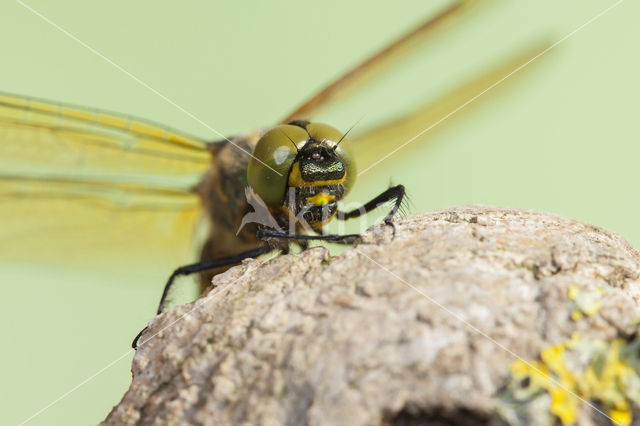 Zuidelijke glanslibel (Somatochlora meridionalis)