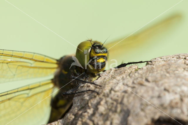 Zuidelijke glanslibel (Somatochlora meridionalis)