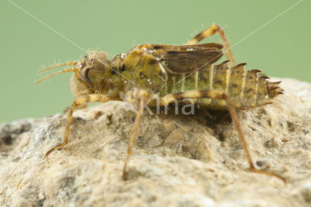 Zuidelijke glanslibel (Somatochlora meridionalis)