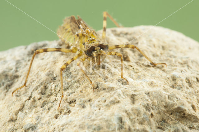 Zuidelijke glanslibel (Somatochlora meridionalis)