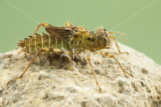 Zuidelijke glanslibel (Somatochlora meridionalis)